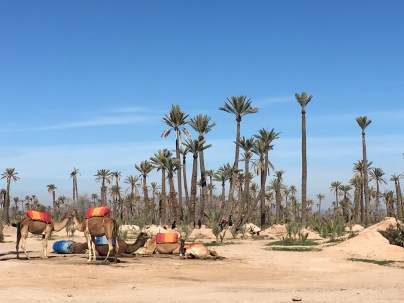 Dromedaries waiting for customers at the Palmeraie, a palm oasis in the northern part of Marrakech.